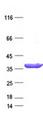 TCEAL2 Protein