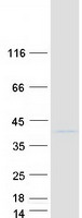 TCEAL2 Protein - Purified recombinant protein TCEAL2 was analyzed by SDS-PAGE gel and Coomassie Blue Staining