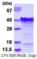 TCEAL3 Protein