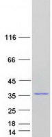 TCEAL3 Protein - Purified recombinant protein TCEAL3 was analyzed by SDS-PAGE gel and Coomassie Blue Staining
