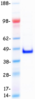 TCEAL4 Protein - Purified recombinant protein TCEAL4 was analyzed by SDS-PAGE gel and Coomassie Blue Staining