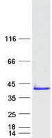 TCEAL5 Protein - Purified recombinant protein TCEAL5 was analyzed by SDS-PAGE gel and Coomassie Blue Staining