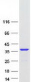 TCEAL6 Protein - Purified recombinant protein TCEAL6 was analyzed by SDS-PAGE gel and Coomassie Blue Staining