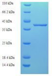 TCEANC2 Protein