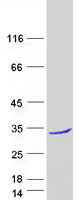 TCEANC2 Protein - Purified recombinant protein TCEANC2 was analyzed by SDS-PAGE gel and Coomassie Blue Staining