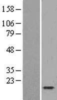 TCEB1 / Elongin C Protein - Western validation with an anti-DDK antibody * L: Control HEK293 lysate R: Over-expression lysate