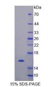 TCEB1 / Elongin C Protein - Recombinant Elongin C (ELOC) by SDS-PAGE