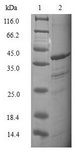 TCEB2 / Elongin B Protein - (Tris-Glycine gel) Discontinuous SDS-PAGE (reduced) with 5% enrichment gel and 15% separation gel.