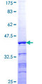 TCEB2 / Elongin B Protein - 12.5% SDS-PAGE Stained with Coomassie Blue.