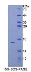 TCEB2 / Elongin B Protein - Recombinant Elongin B (ELOB) by SDS-PAGE