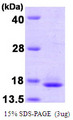 TCEB2 / Elongin B Protein