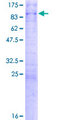 TCEB3 / Elongin A Protein - 12.5% SDS-PAGE of human TCEB3 stained with Coomassie Blue