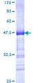 TCEB3 / Elongin A Protein - 12.5% SDS-PAGE Stained with Coomassie Blue.