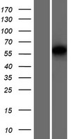 TCEB3CL Protein - Western validation with an anti-DDK antibody * L: Control HEK293 lysate R: Over-expression lysate