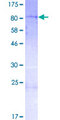 TCERG1L Protein - 12.5% SDS-PAGE of human TCERG1L stained with Coomassie Blue