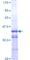 TCF11 / NFE2L1 Protein - 12.5% SDS-PAGE Stained with Coomassie Blue.