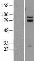 TCF12 / HEB Protein - Western validation with an anti-DDK antibody * L: Control HEK293 lysate R: Over-expression lysate