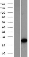 TCF15 / PARAXIS Protein - Western validation with an anti-DDK antibody * L: Control HEK293 lysate R: Over-expression lysate