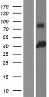 TCF19 / TCF-19 Protein - Western validation with an anti-DDK antibody * L: Control HEK293 lysate R: Over-expression lysate