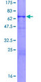 TCF19 / TCF-19 Protein - 12.5% SDS-PAGE of human TCF19 stained with Coomassie Blue