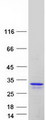 TCF21 / Epicardin Protein - Purified recombinant protein TCF21 was analyzed by SDS-PAGE gel and Coomassie Blue Staining