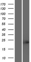 TCF23 Protein - Western validation with an anti-DDK antibody * L: Control HEK293 lysate R: Over-expression lysate