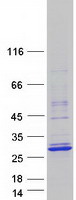 TCF23 Protein - Purified recombinant protein TCF23 was analyzed by SDS-PAGE gel and Coomassie Blue Staining