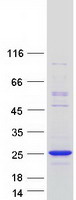 TCF24 Protein - Purified recombinant protein TCF24 was analyzed by SDS-PAGE gel and Coomassie Blue Staining
