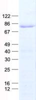 TCF3 / E2A Protein