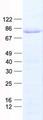 TCF3 / E2A Protein