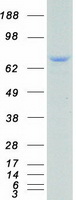 TCF3 / E2A Protein - Purified recombinant protein TCF3 was analyzed by SDS-PAGE gel and Coomassie Blue Staining