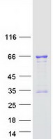 TCF3 / E2A Protein - Purified recombinant protein TCF3 was analyzed by SDS-PAGE gel and Coomassie Blue Staining