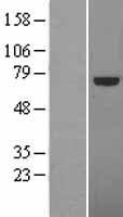 TCF4 Protein - Western validation with an anti-DDK antibody * L: Control HEK293 lysate R: Over-expression lysate