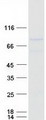 TCF4 Protein - Purified recombinant protein TCF4 was analyzed by SDS-PAGE gel and Coomassie Blue Staining