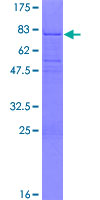 TCF7 Protein - 12.5% SDS-PAGE of human TCF7 stained with Coomassie Blue
