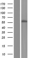 TCF7L2 / TCG4 Protein - Western validation with an anti-DDK antibody * L: Control HEK293 lysate R: Over-expression lysate