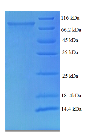 TCHP Protein