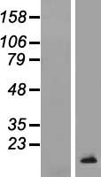 TCL1B Protein - Western validation with an anti-DDK antibody * L: Control HEK293 lysate R: Over-expression lysate