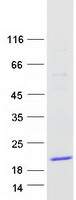 TCL1B Protein - Purified recombinant protein TCL1B was analyzed by SDS-PAGE gel and Coomassie Blue Staining