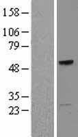 TCN1 Protein - Western validation with an anti-DDK antibody * L: Control HEK293 lysate R: Over-expression lysate