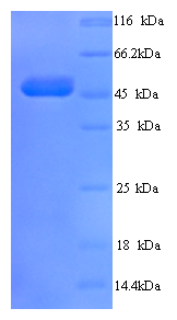 TCN1 Protein