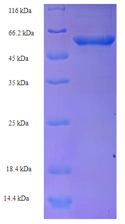 TCN1 Protein