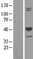 TCN2 Protein - Western validation with an anti-DDK antibody * L: Control HEK293 lysate R: Over-expression lysate