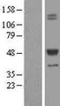 TCN2 Protein - Western validation with an anti-DDK antibody * L: Control HEK293 lysate R: Over-expression lysate