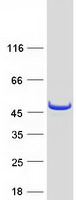 TCP10 Protein - Purified recombinant protein TCP10 was analyzed by SDS-PAGE gel and Coomassie Blue Staining