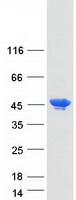 TCP10L2 Protein - Purified recombinant protein TCP10L2 was analyzed by SDS-PAGE gel and Coomassie Blue Staining