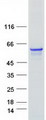 TCP11L1 Protein - Purified recombinant protein TCP11L1 was analyzed by SDS-PAGE gel and Coomassie Blue Staining