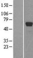TDG / Thymine DNA Glycosylase Protein - Western validation with an anti-DDK antibody * L: Control HEK293 lysate R: Over-expression lysate