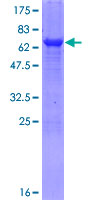 TDO2 Protein - 12.5% SDS-PAGE of human TDO2 stained with Coomassie Blue