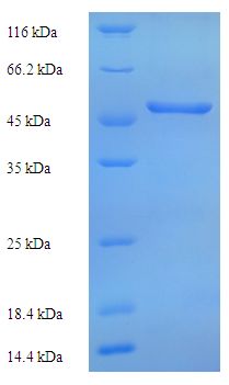 TDO2 Protein